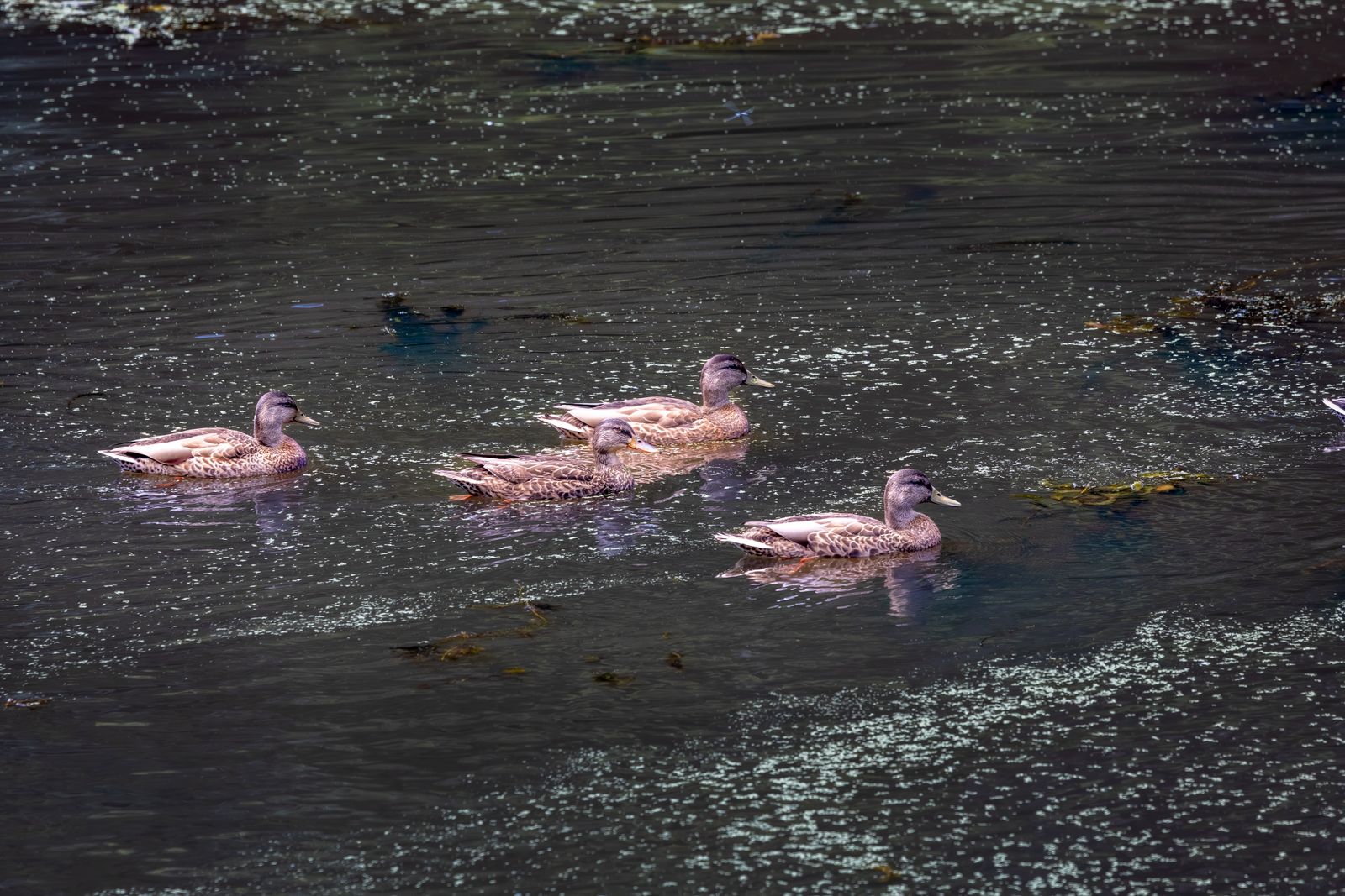 Four ducks swimming on a calm, sunlit pond